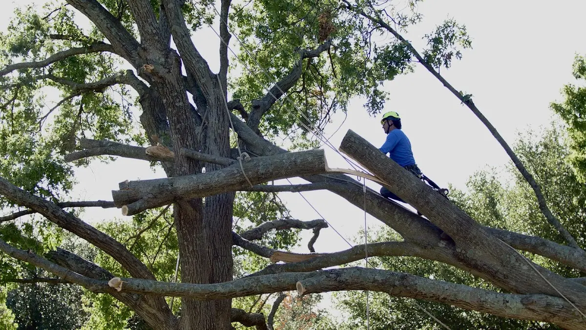 Professional Hazardous Tree Removal performed by certified arborists in Folsom