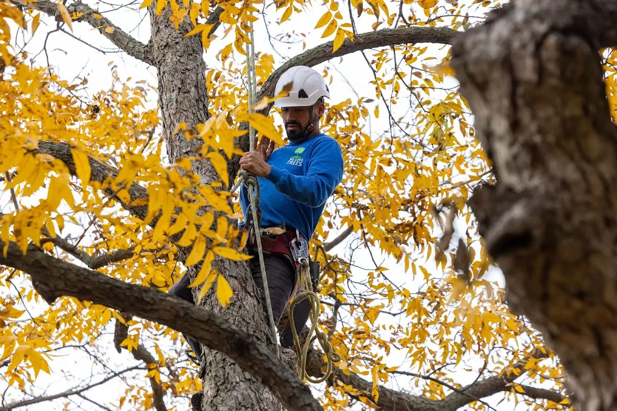 Skilled Tree Planing crew working in Folsom
