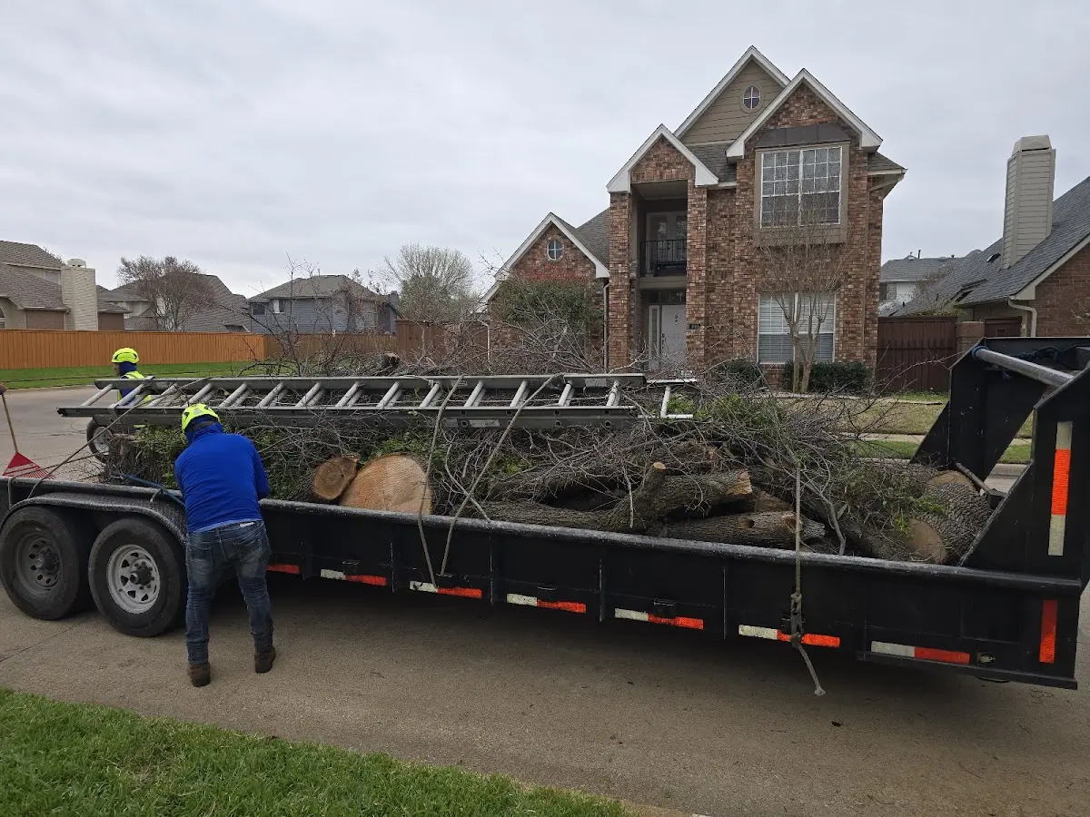 Expert Tree Removal with proper safety equipment in Folsom